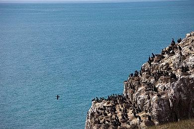 《宝可梦：朱紫》新活跃事件 海地鼠卡蒂狗等大量出现